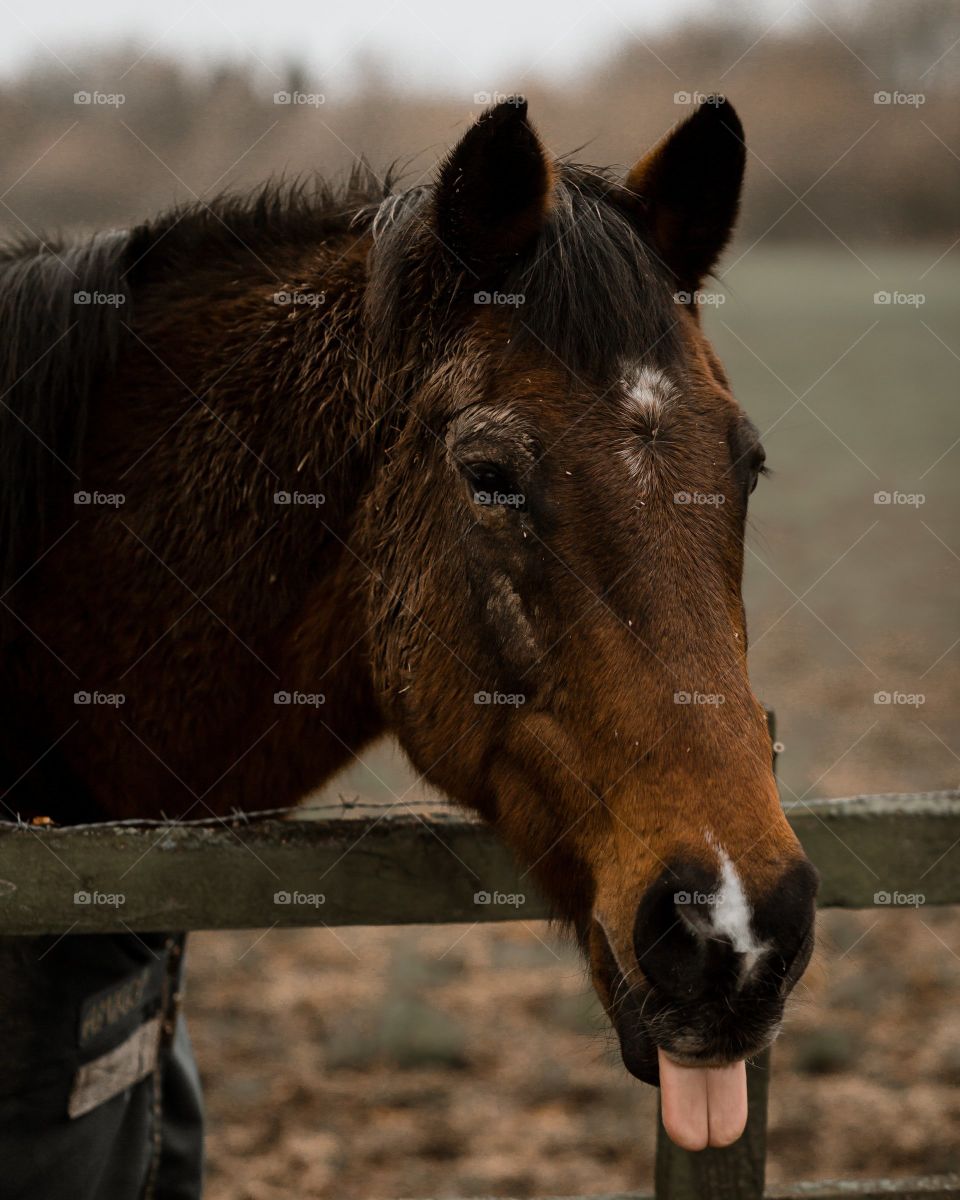 Foto de un caballo con la lengua fuera
