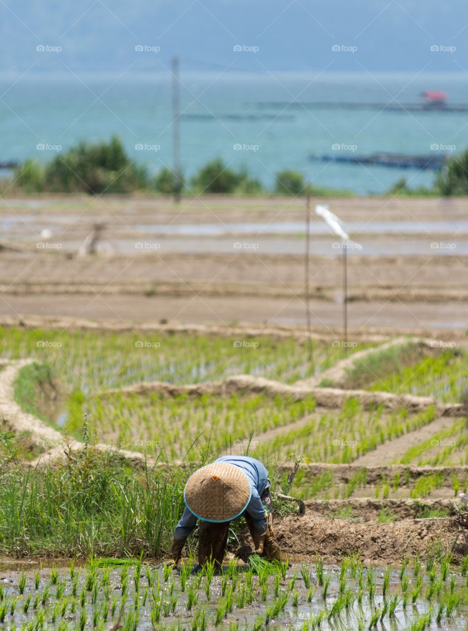 An elderly woman working hard sowing rice in paddy fields. 