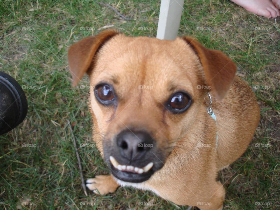 Brown chihuahua underbite smile 