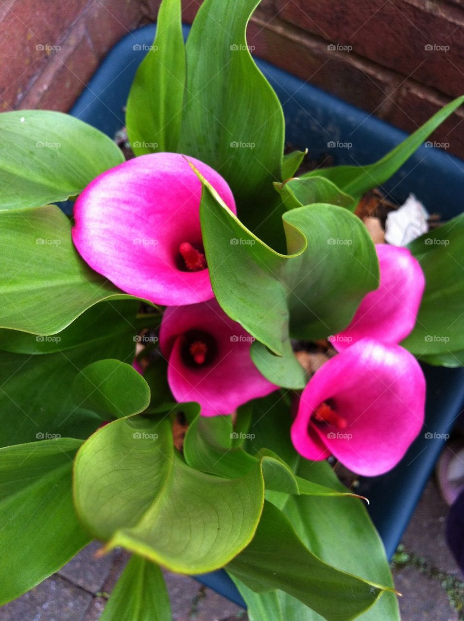 My new commer in the front garden