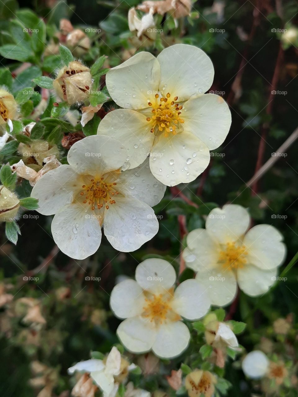 light yellow cinquefoil flowers after rain