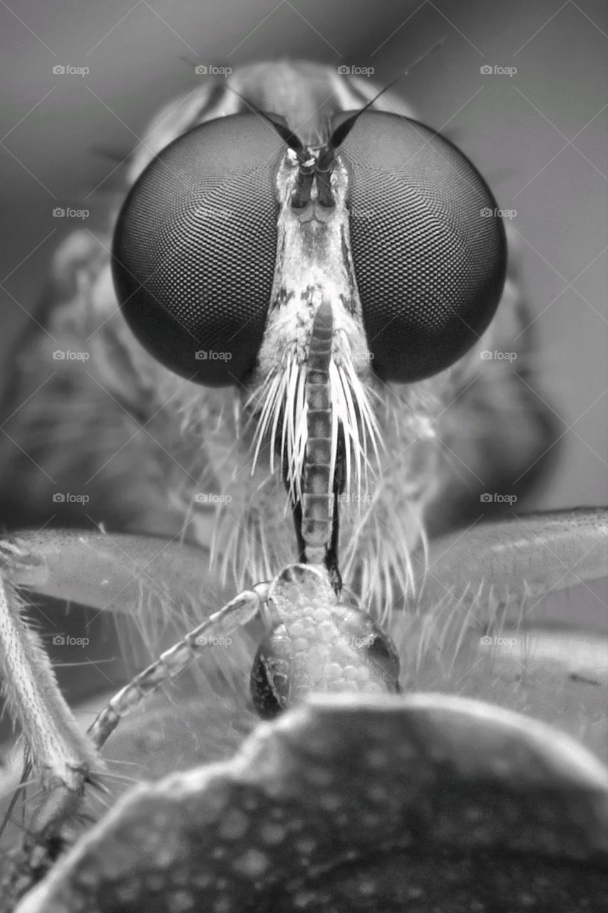 robberfly with prey