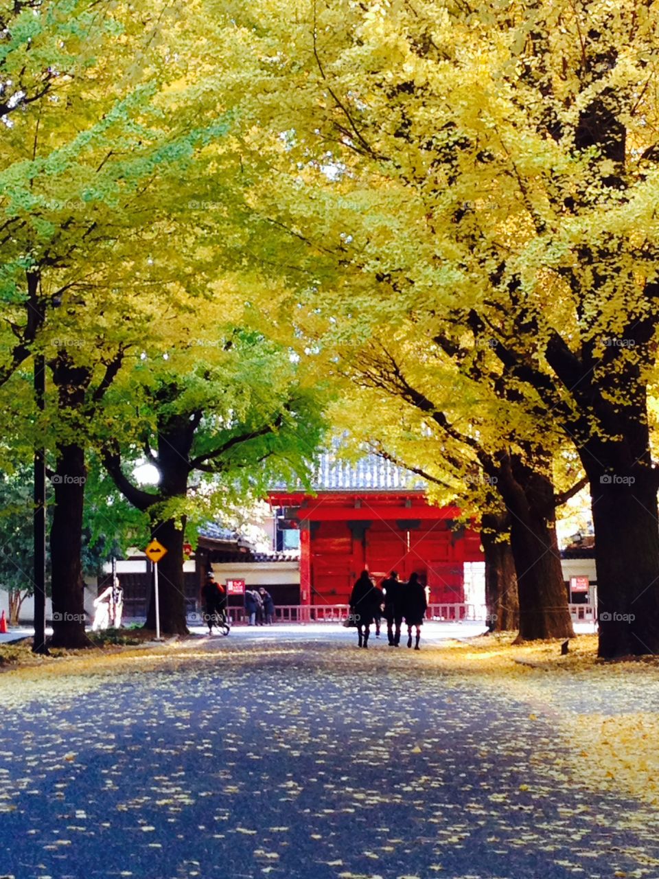 gingko trees walkway in autumn. gingko trees in autumn
