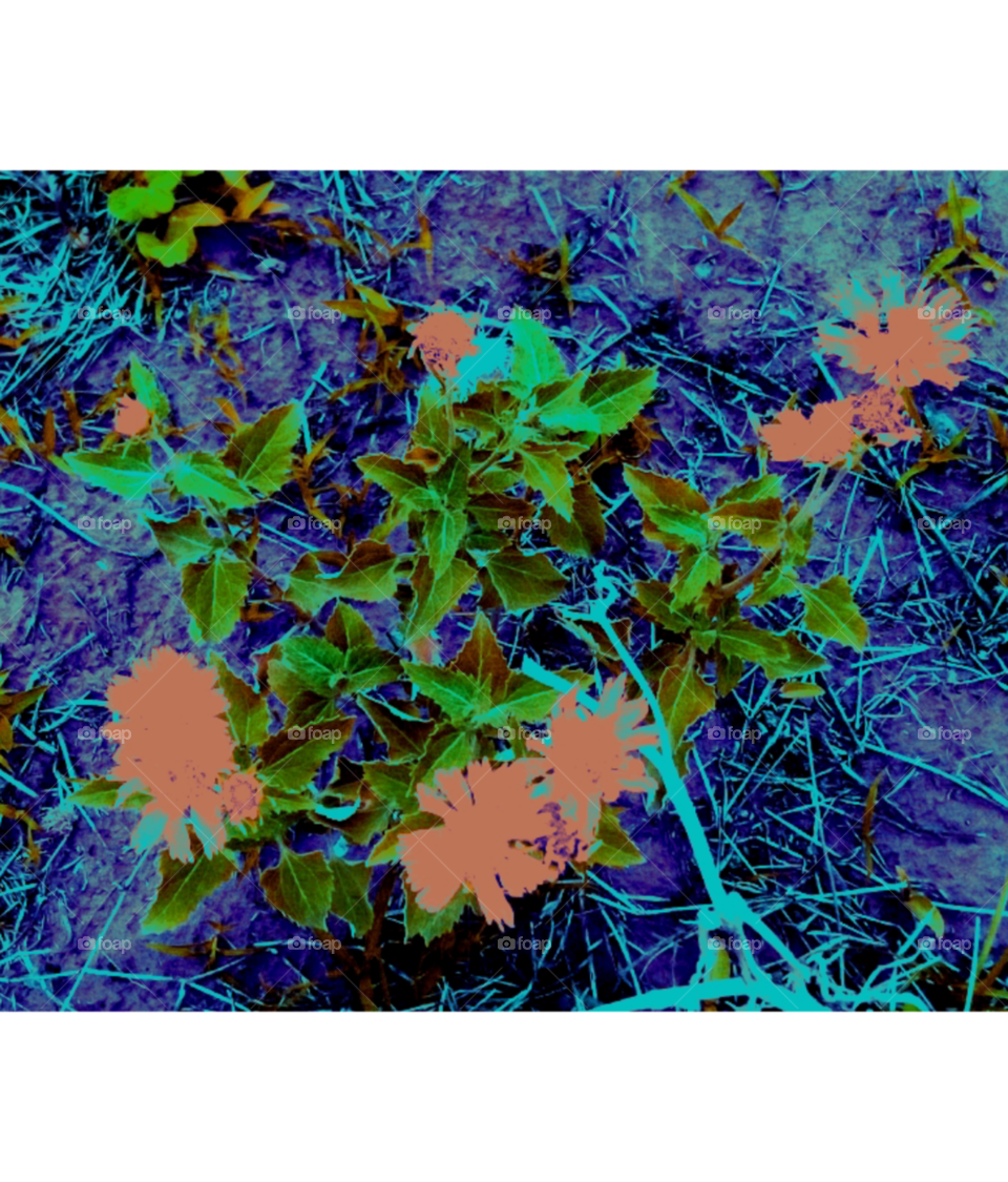 beautiful flowers image