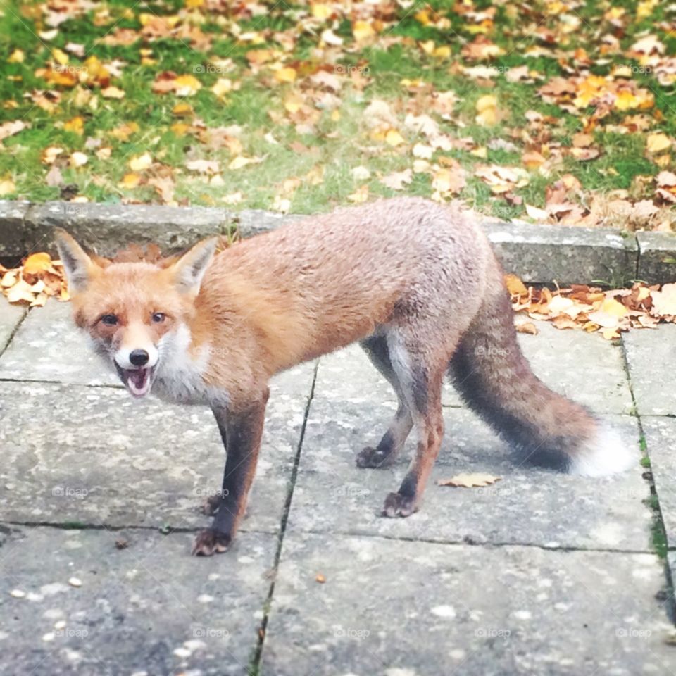 A Fox stands in a garden, his mouth is open giving him a smiley appearance, though he is probably feeling cautious and alert