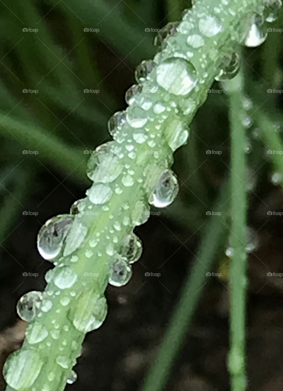 Rain drops