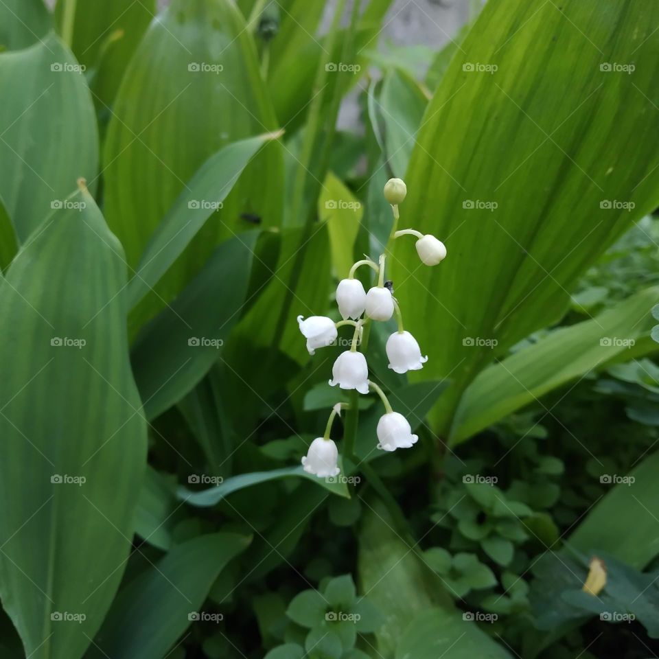 lilies of the valley