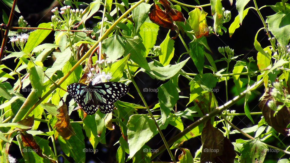 Whitish blue dotted butterfly among the lush green plants around it, enjoyi g the flowers.