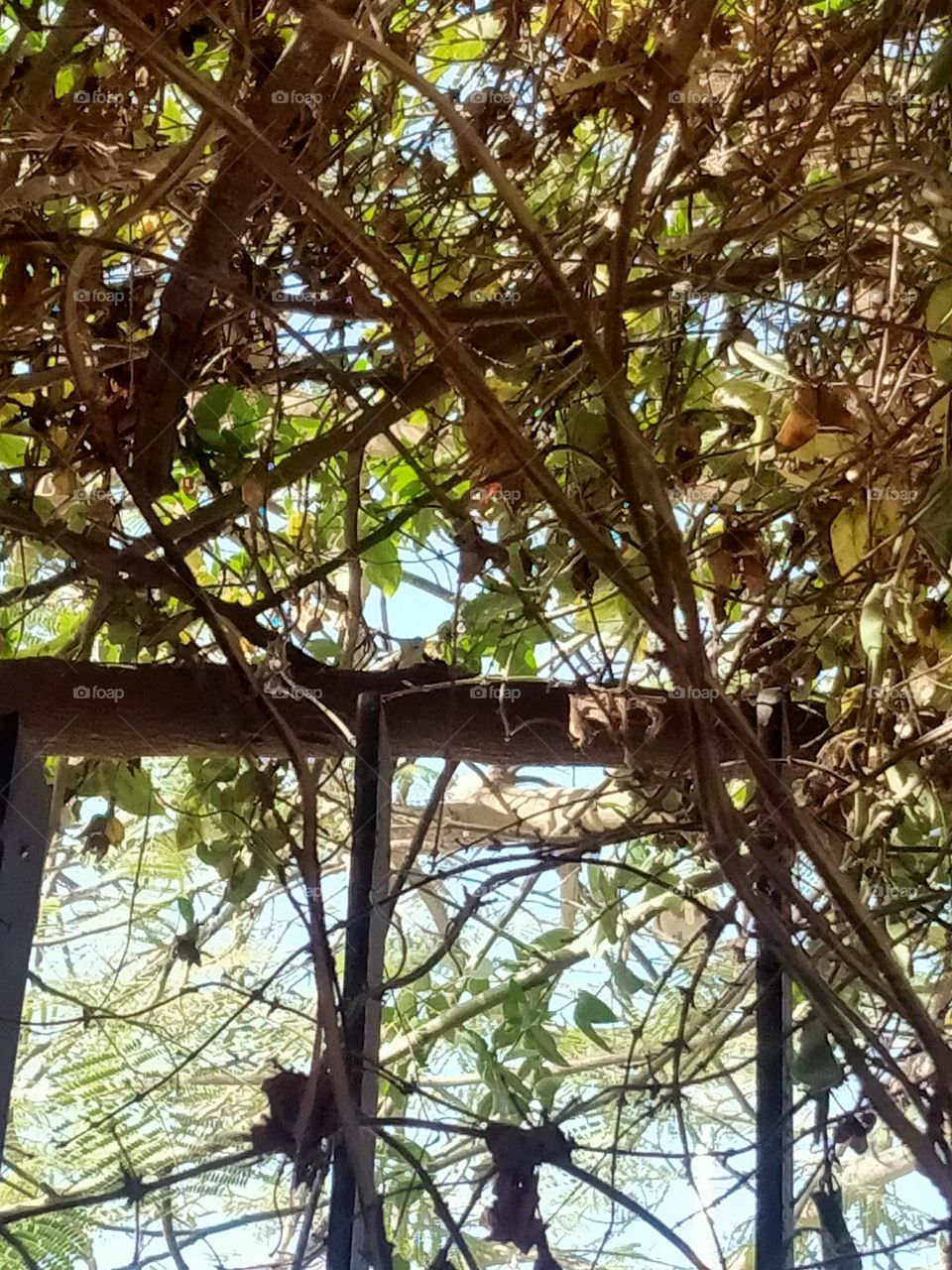 A bird lives in hiding