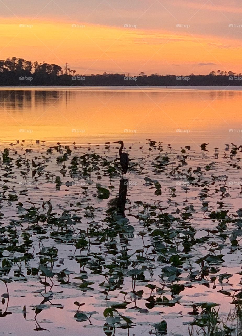 Heron basking in the glow of the sunset