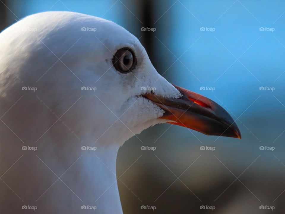 Seagull closeup