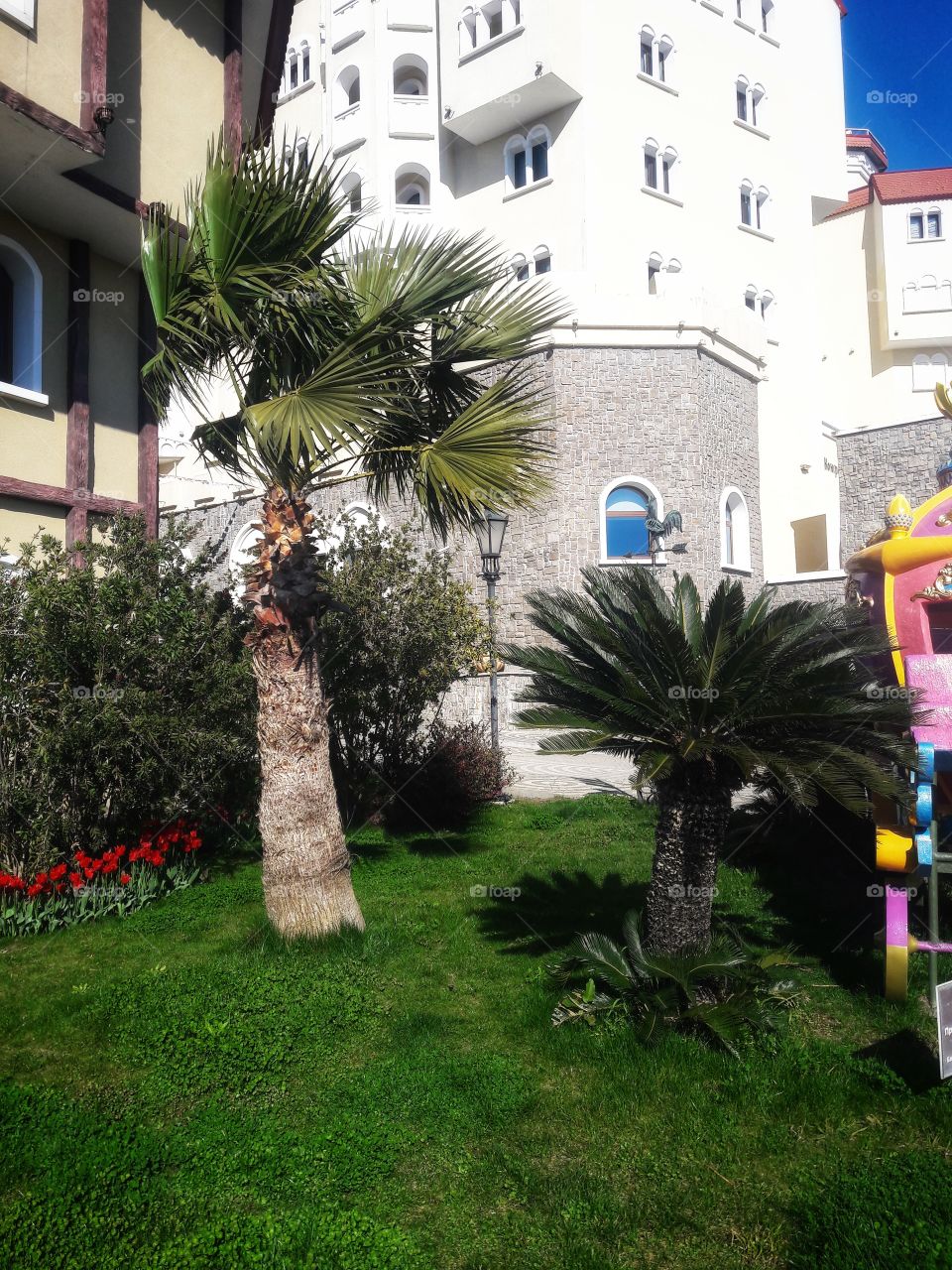 No Person, Tree, Flower, House, Architecture