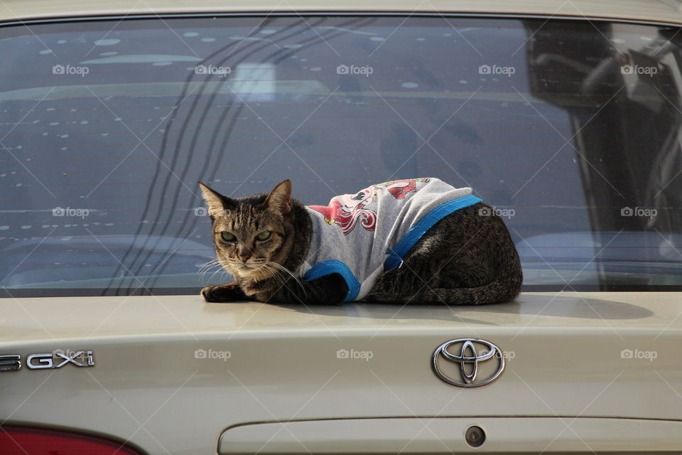 Thailand cat dressed for the occasion