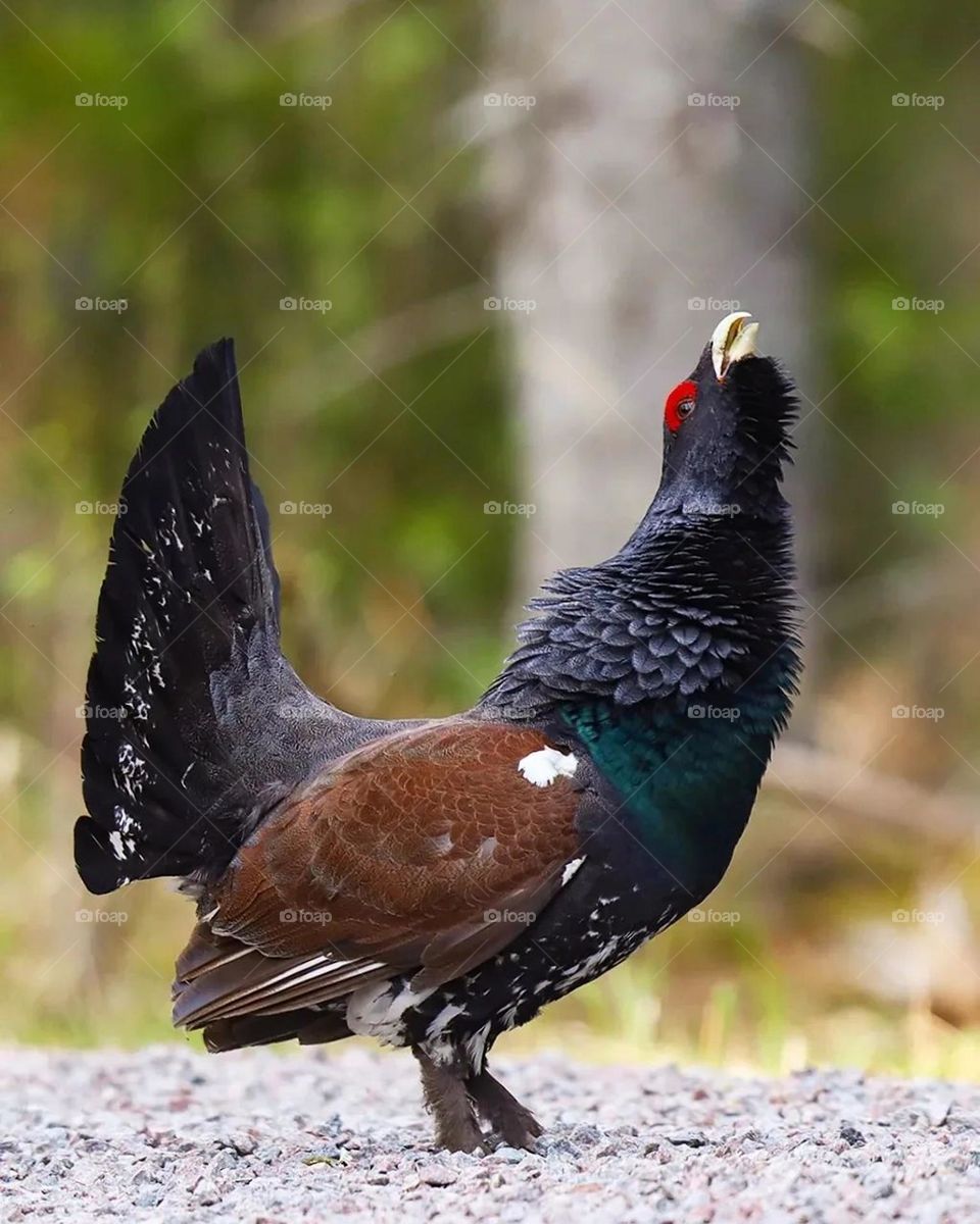 One more photo of this magnificent bird