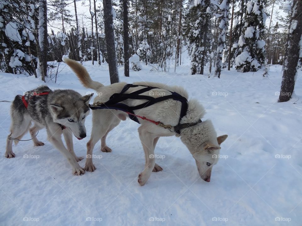 Husky sledging 