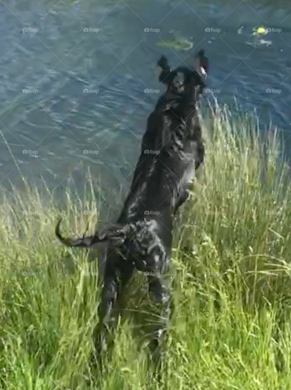 Wet flatcoat retriever in flight. Just take off to retrieve her bell from the rippling, inviting river .
