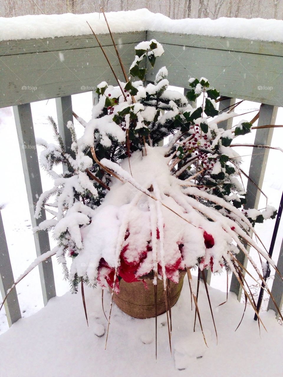 Snow Covered Plant