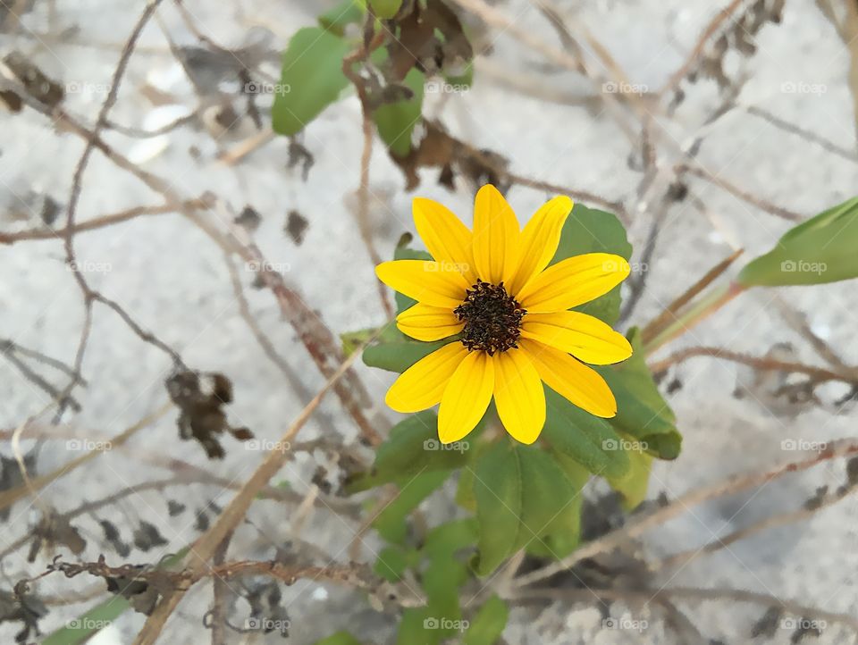 A Bright yellow daisy pops up on a sandy beach.