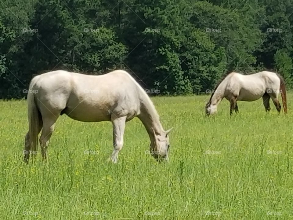 hayburner