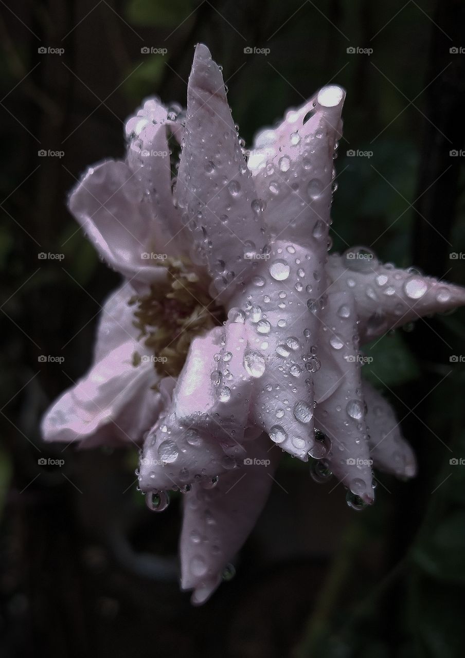 rainy dropping with lovely rose flower with day time  that's looking lovely