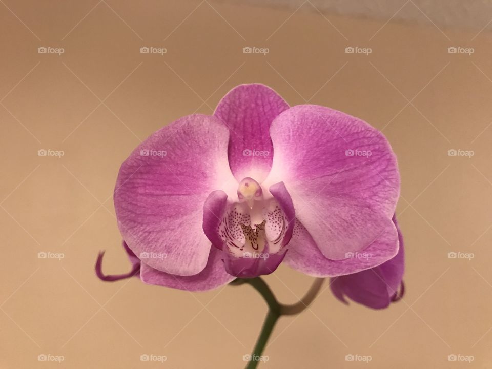 Orchid