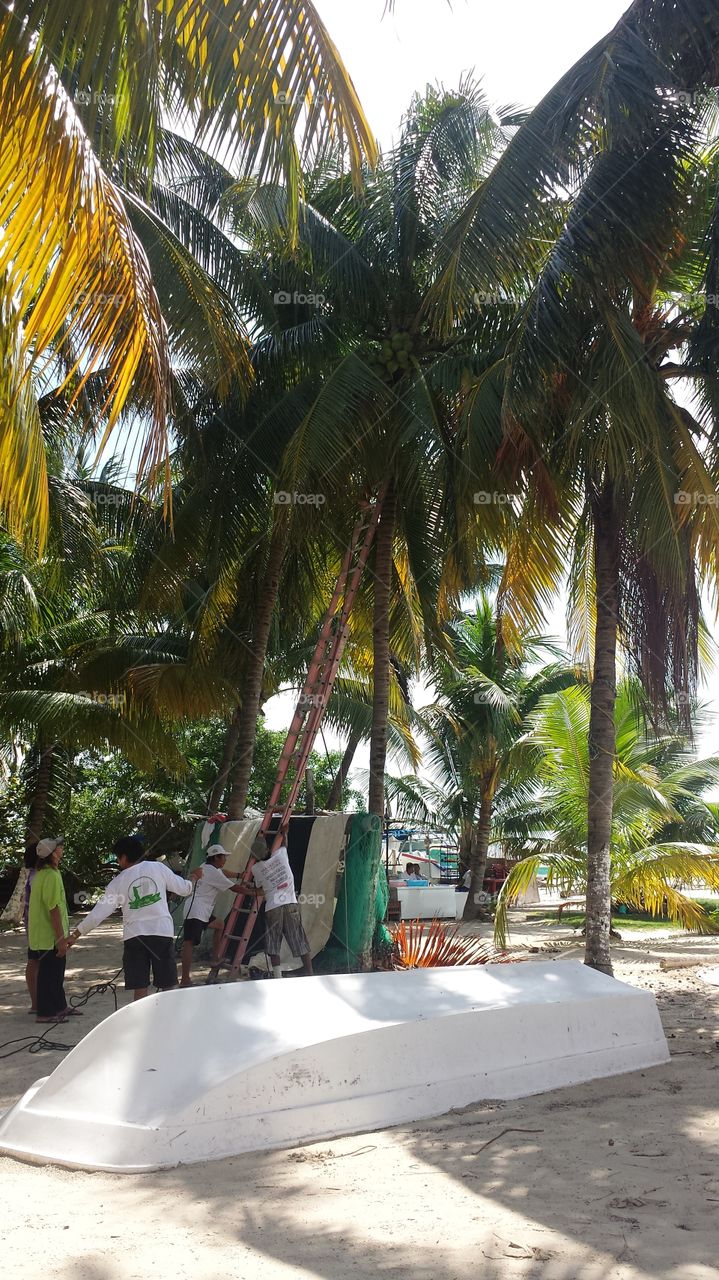 Picking Coconuts