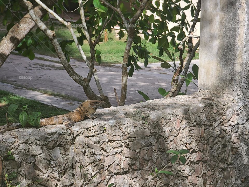 Lonely Lizard in Mexico