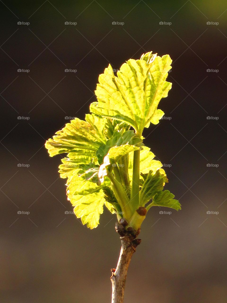 Spring leaves