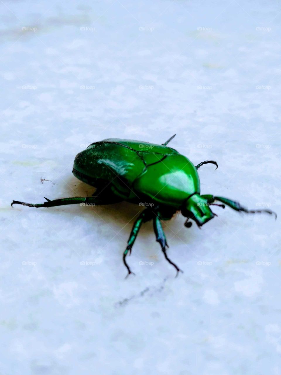 a green colour insect on the stairs