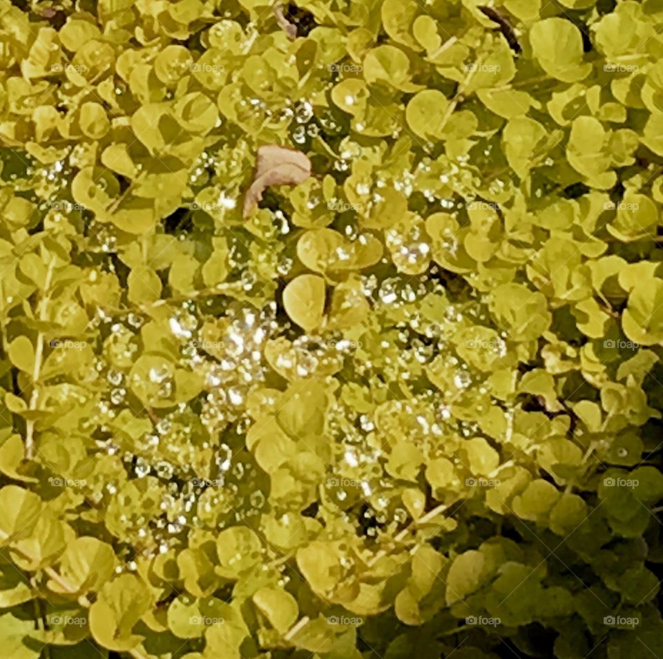 Droplets of water sparkling in the sunlight in the garden.