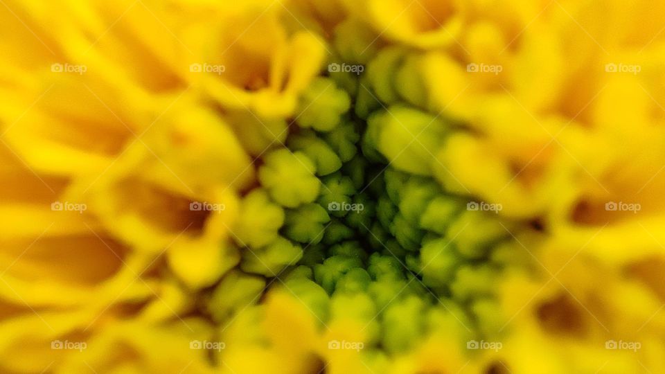 Beautiful yellow flower with a triangle shape inside