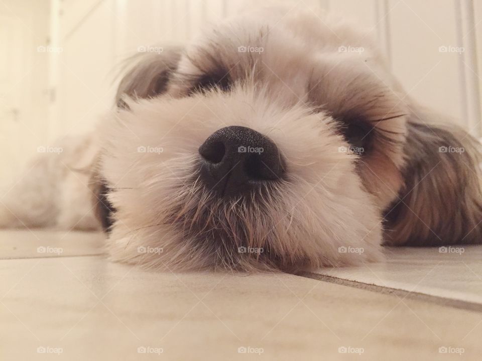 Dog lying on the floor looking into camera