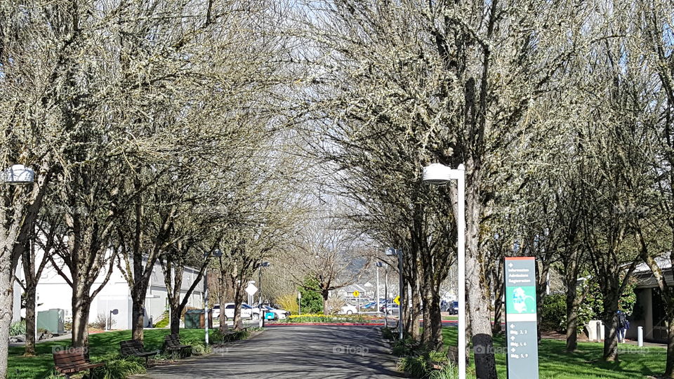 pathway between trees