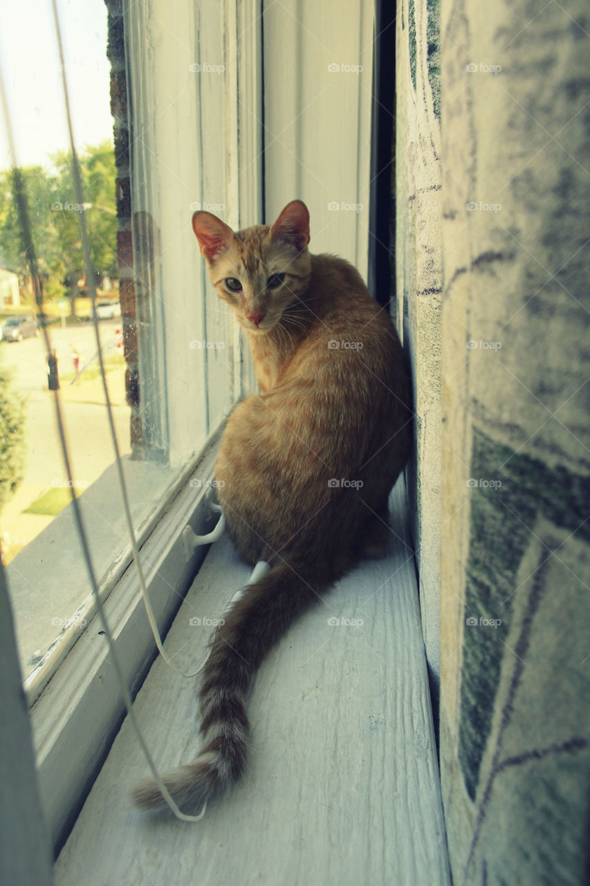 An orange cat on a windowsill