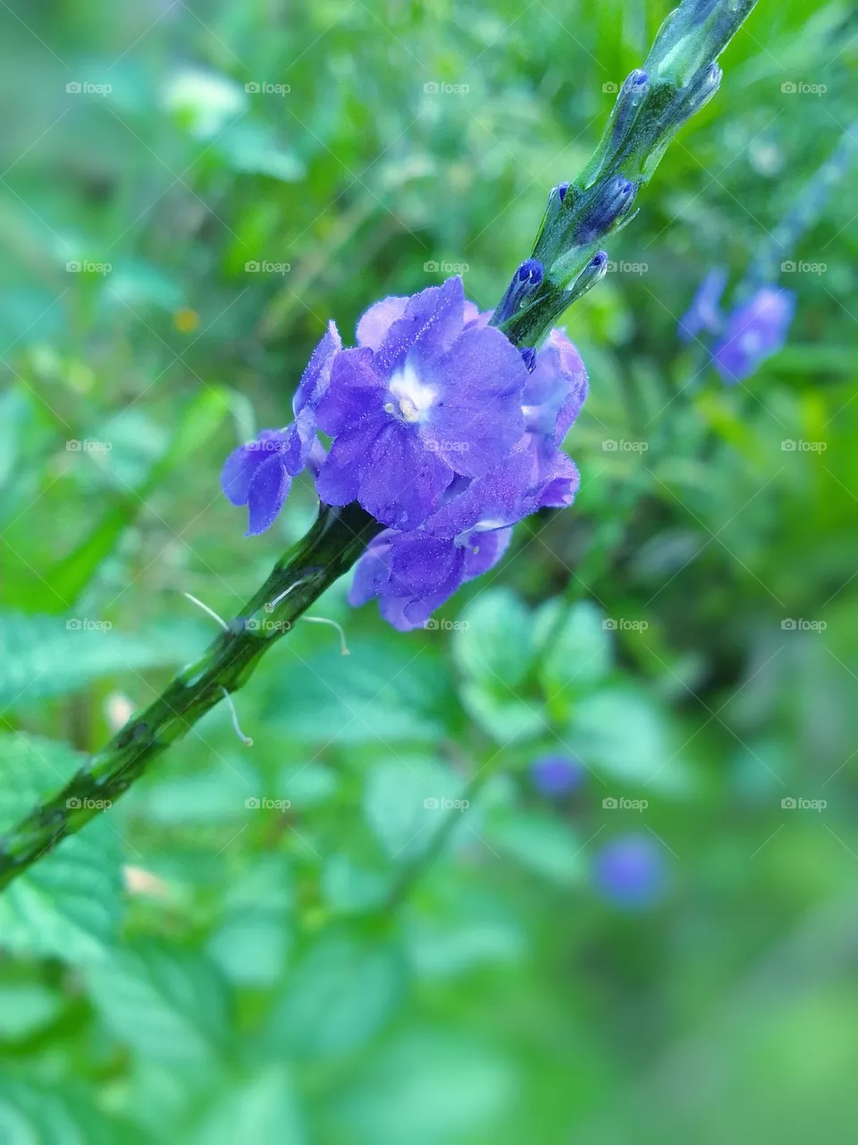 Flower beautiful