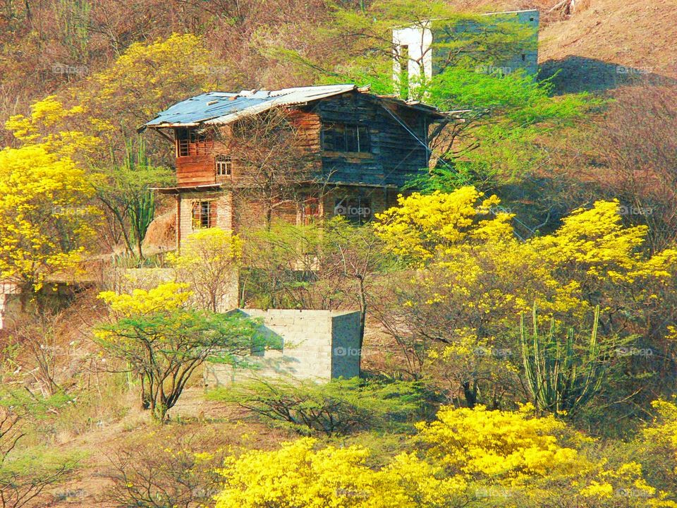 Caribbean Cabin. Taken in Colombia of an almost derelict cabin surrounded by bush