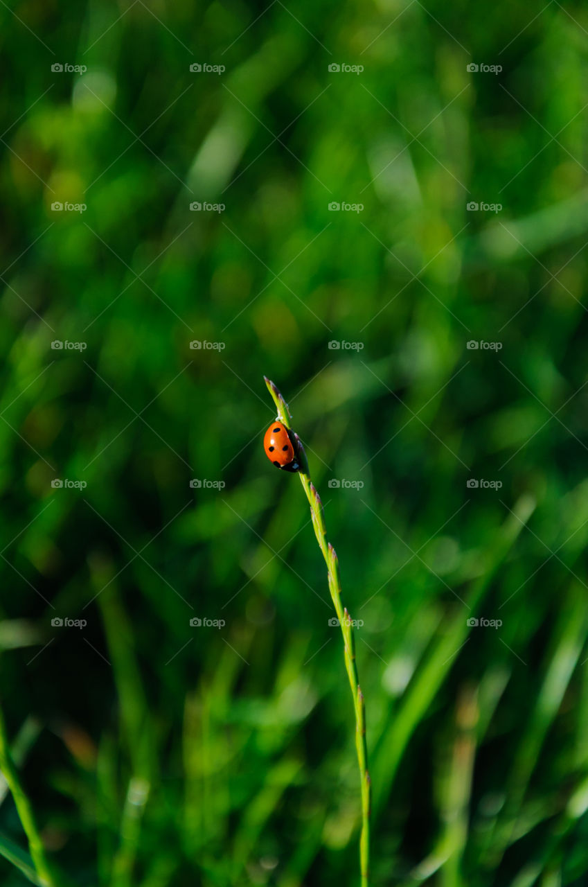 Ladybug