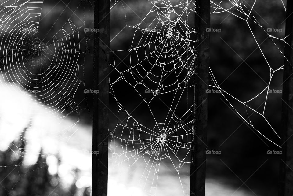 spider webs