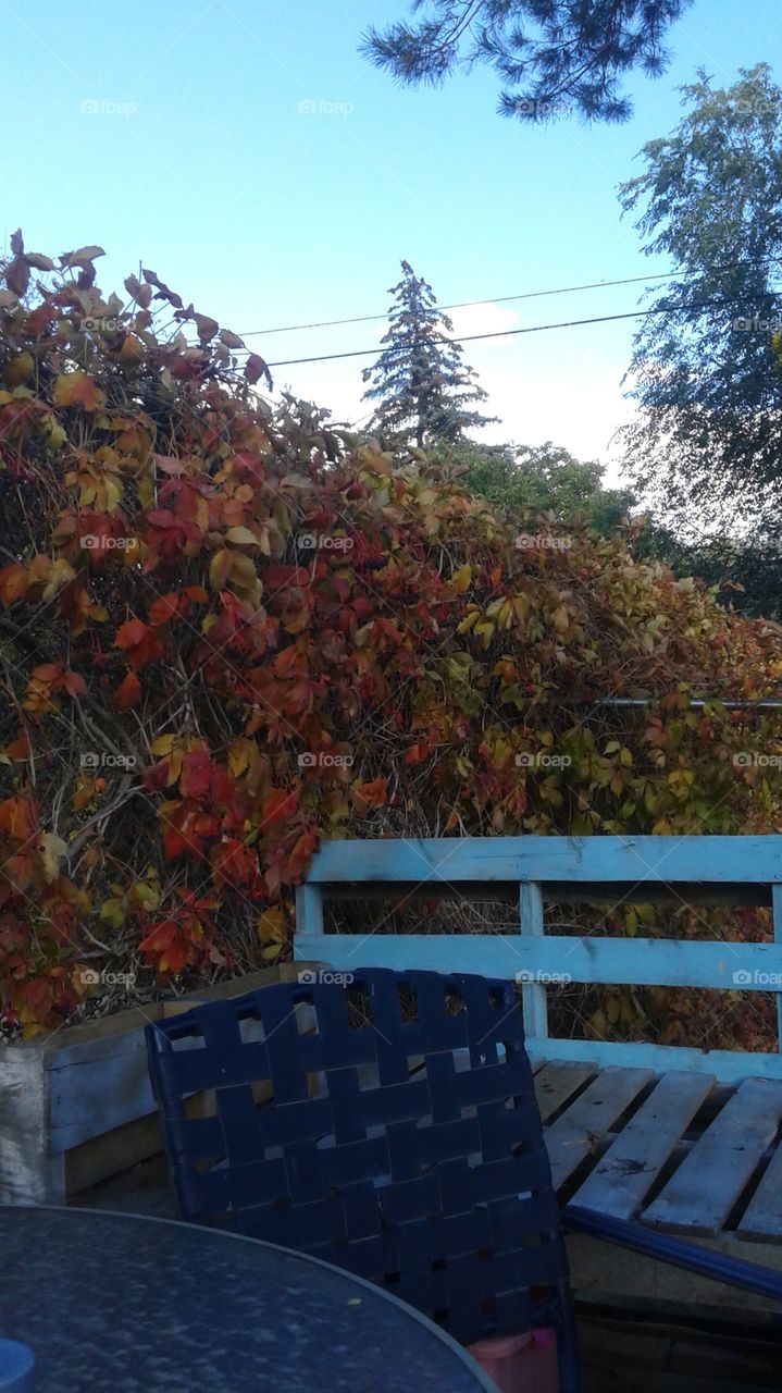 Multi colored vine leaves