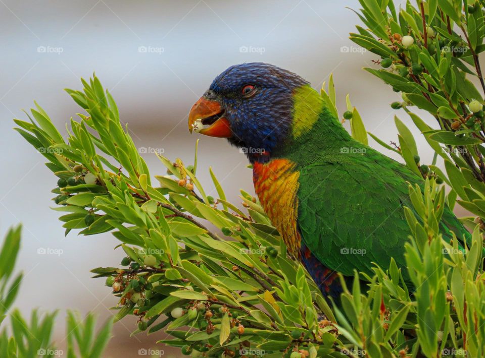 Australian bird collecting food 