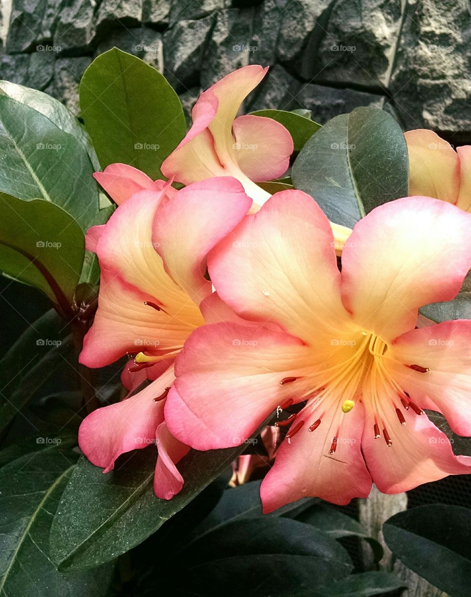 peach flowers