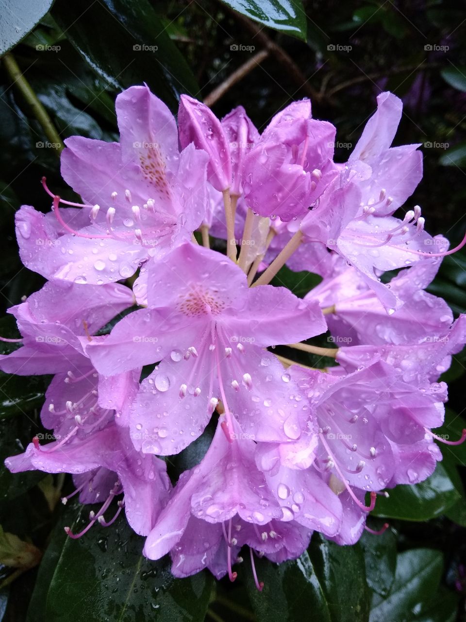 Kurpark in Bad Wildbad