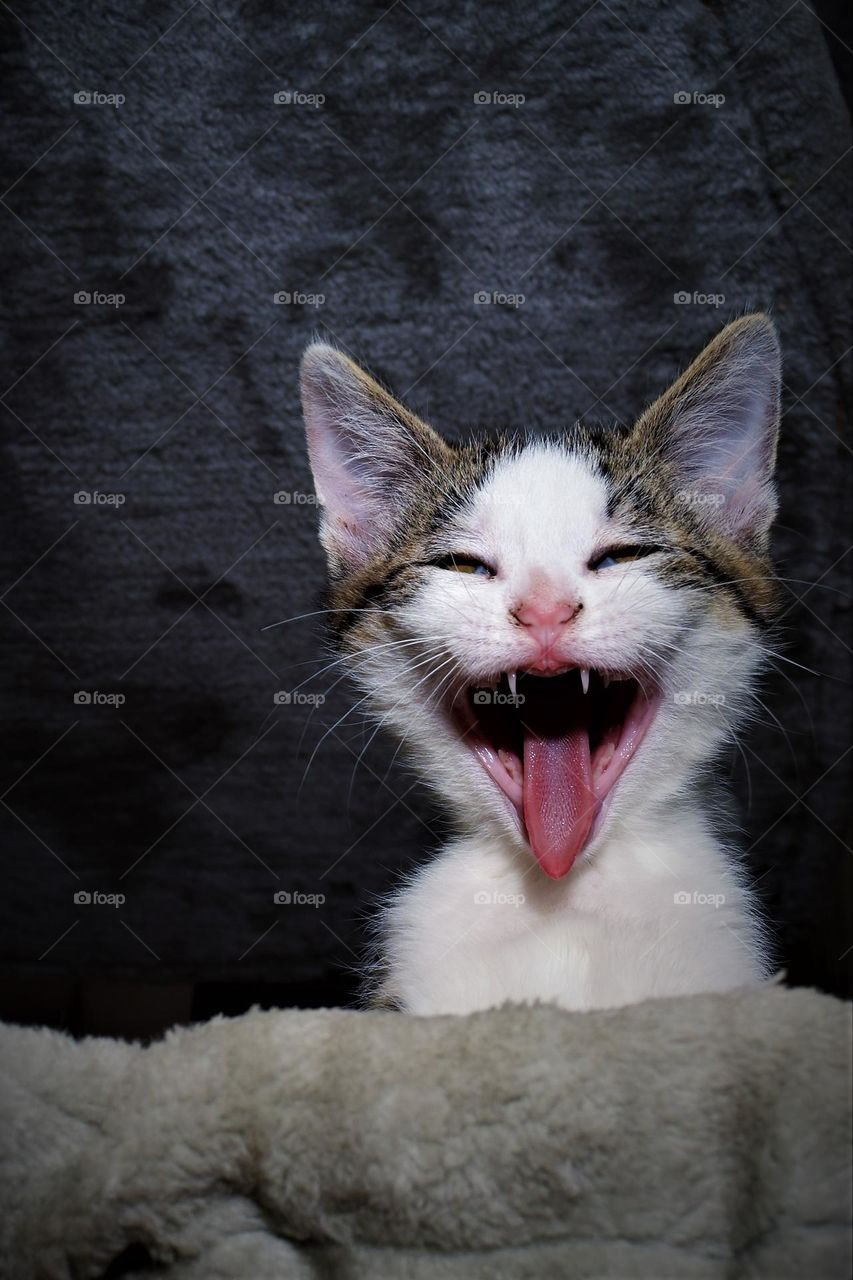 very cute and funny white and grey kitten sticking  his tongue out of his wide open mouth looking funny and happy