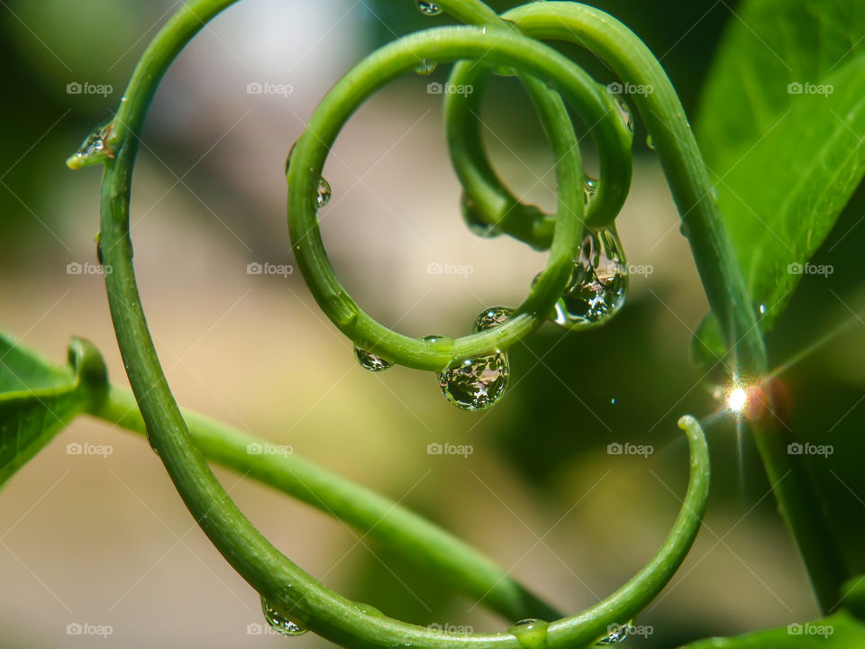 vine swirl with water droplets hanging