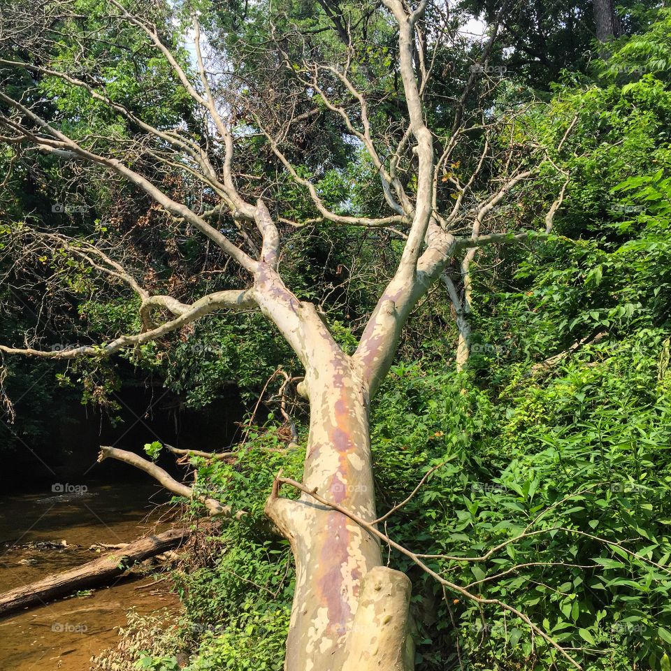 Fallen tree