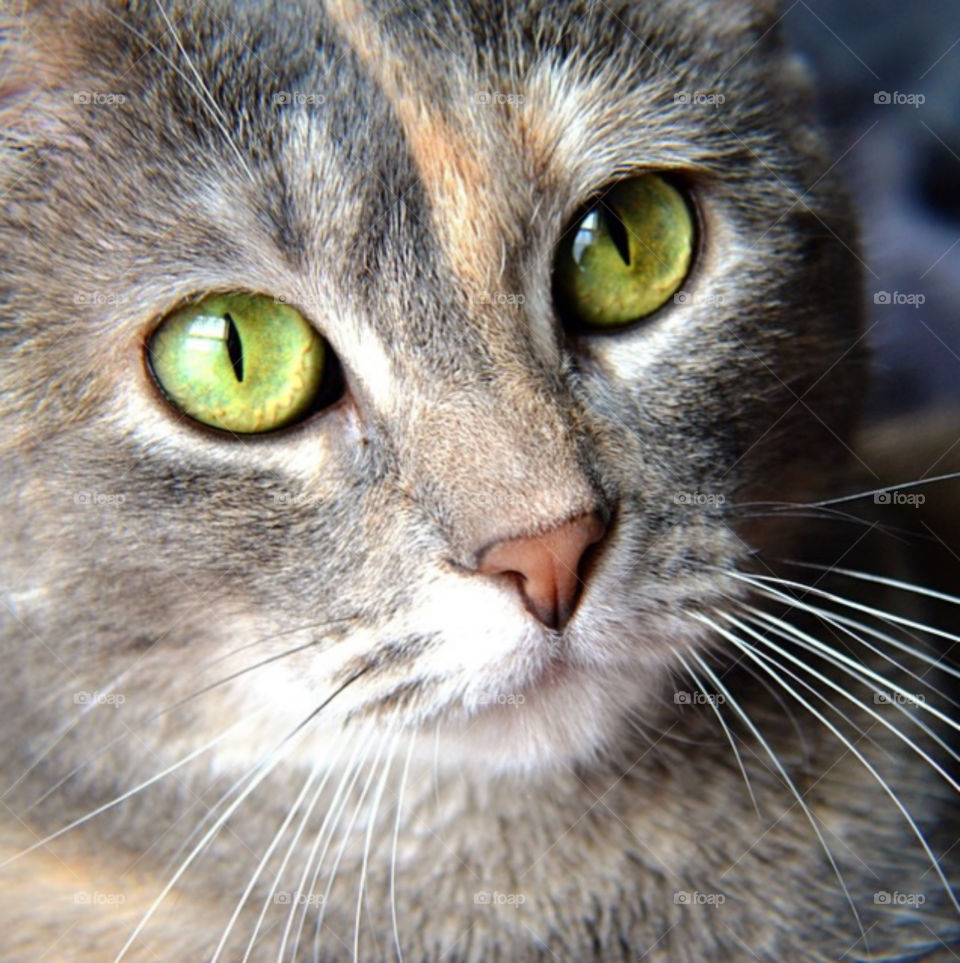 Beautiful tortoiseshell cat with stunning eyes.