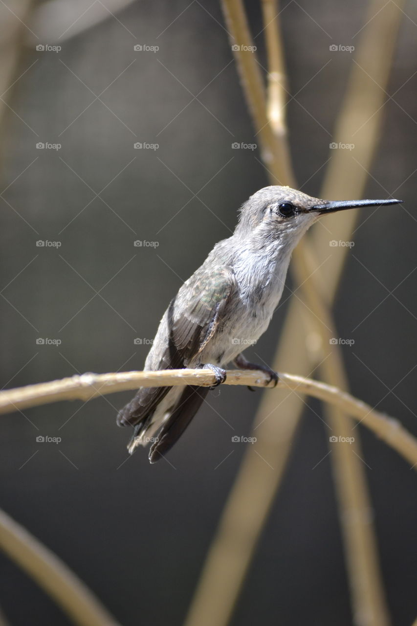 Bird perching on branch