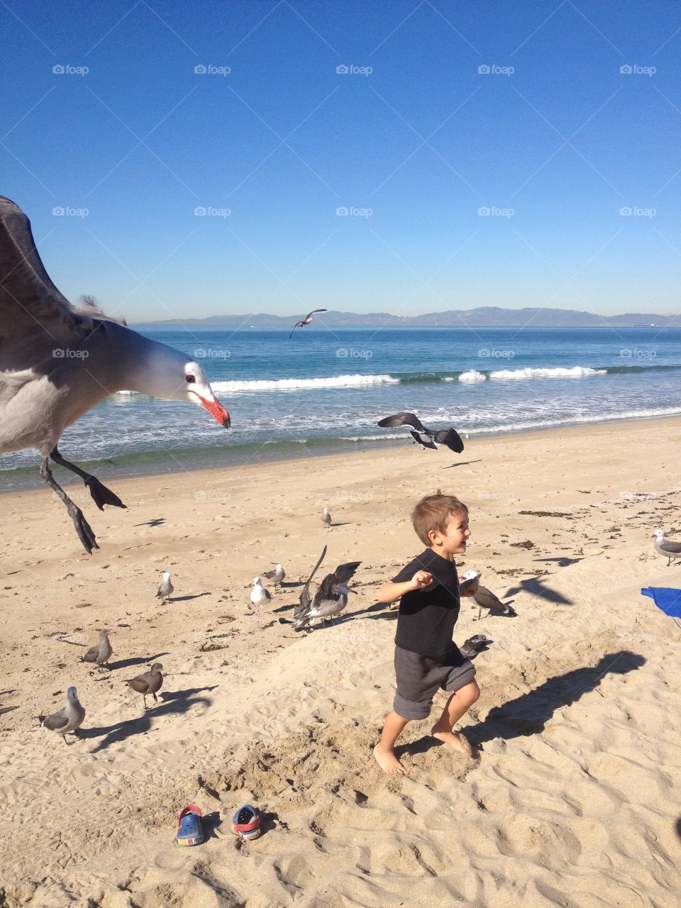 Seagull attack. Boy and seagull