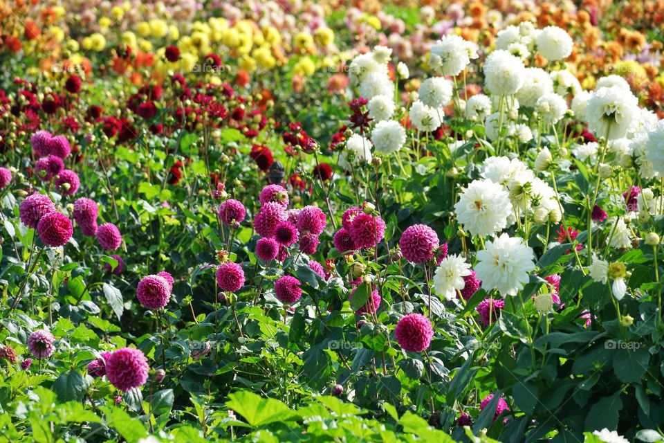 Zinnia Flowers In Northern California 