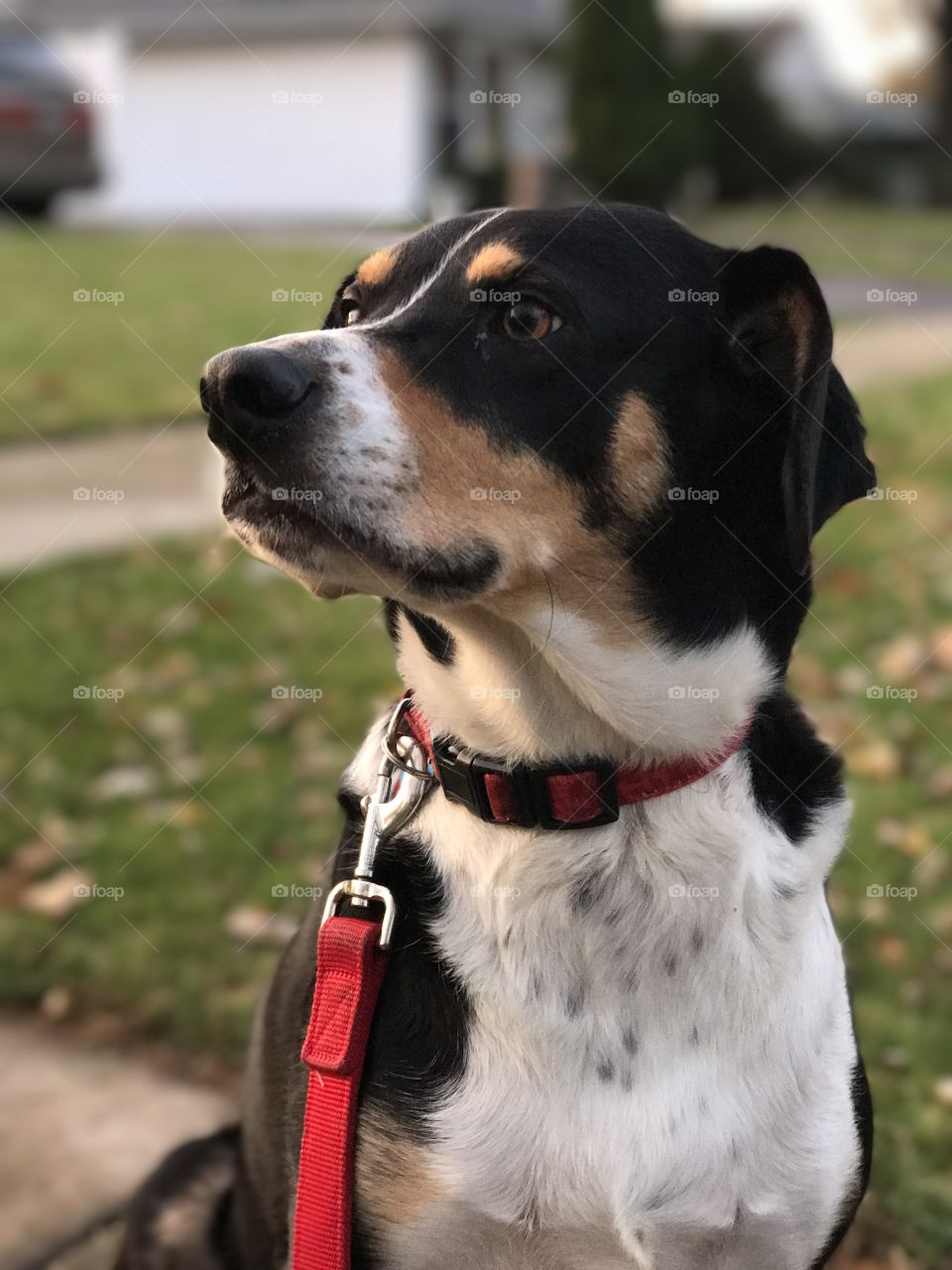 My beagle mix Kiko enjoying the weather!